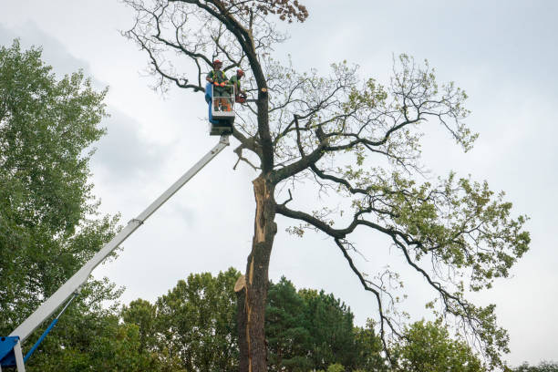 Tree and Shrub Care in Louisburg, KS